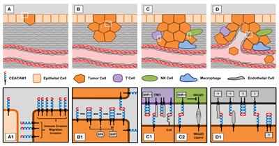 The role of carcinoembryonic antigen-related cell adhesion molecule 1 in cancer